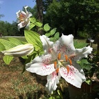 A flower by the pool