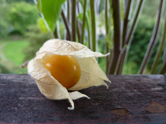 Cape gooseberry grown on our balcony