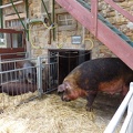 oink!