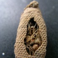 cocoon insight