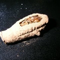 cocoon