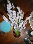 snapshot of the lavender harvest from our balcony