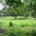 Mombasa cemetery