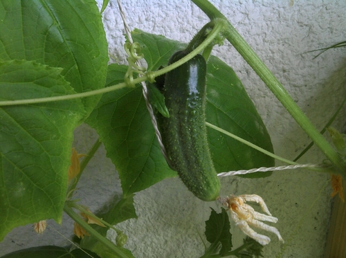 First cucumber growing on the balcony #urbangardening